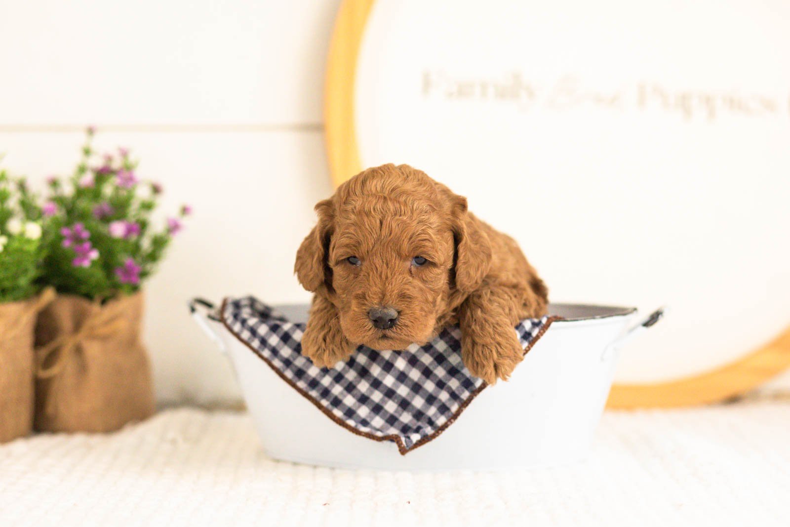 Jerry goldendoodle for sale(3).jpg