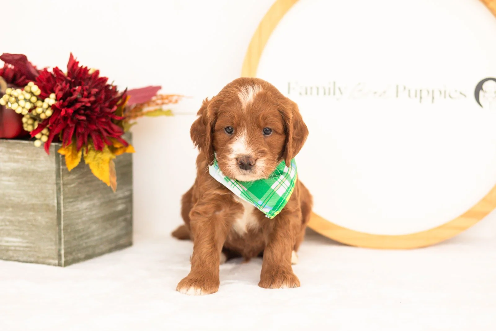 Barney goldendoodle for sale(2).jpg