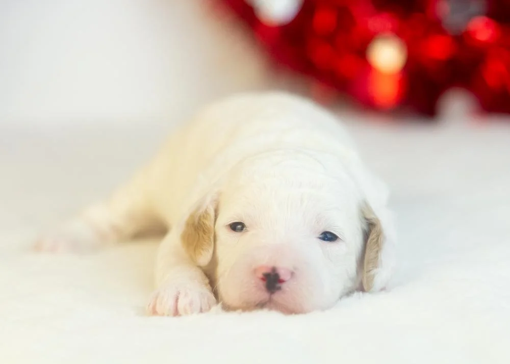 Bentley goldendoodle for sale(1).jpg