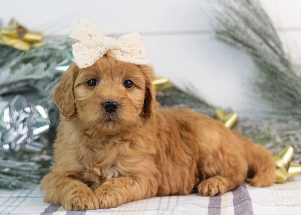 Lynx goldendoodle for sale.jpg