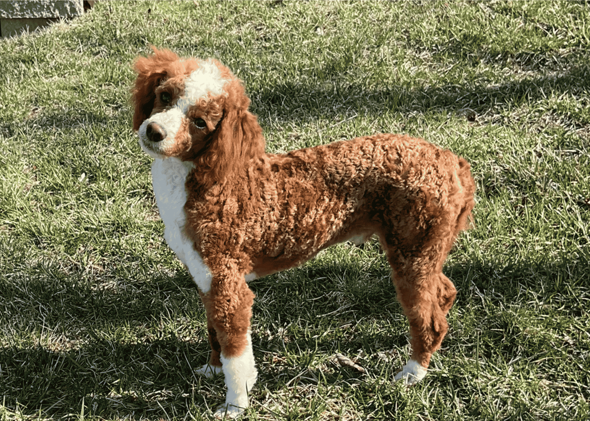 dad poodle