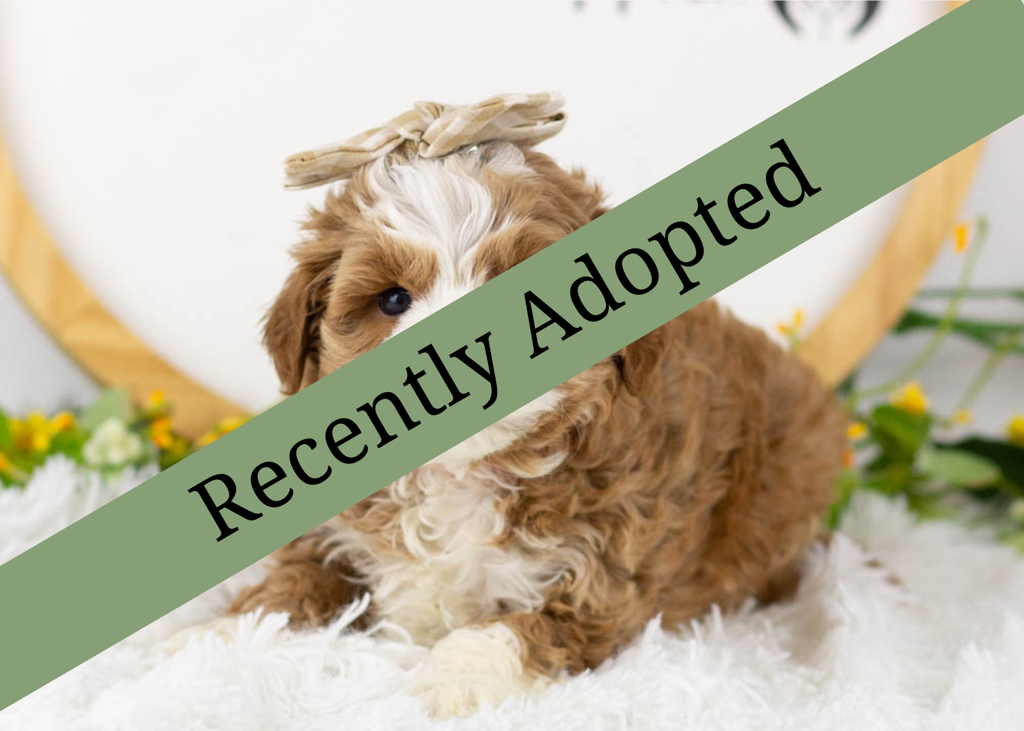 goldendoodle for sale