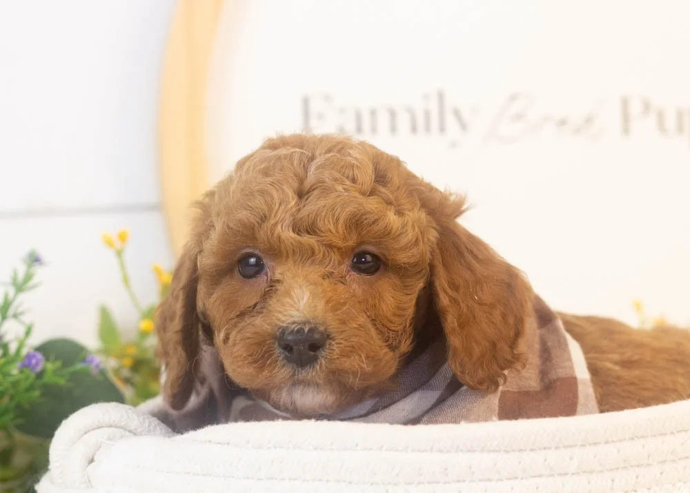 ford goldendoodle for sale.jpg