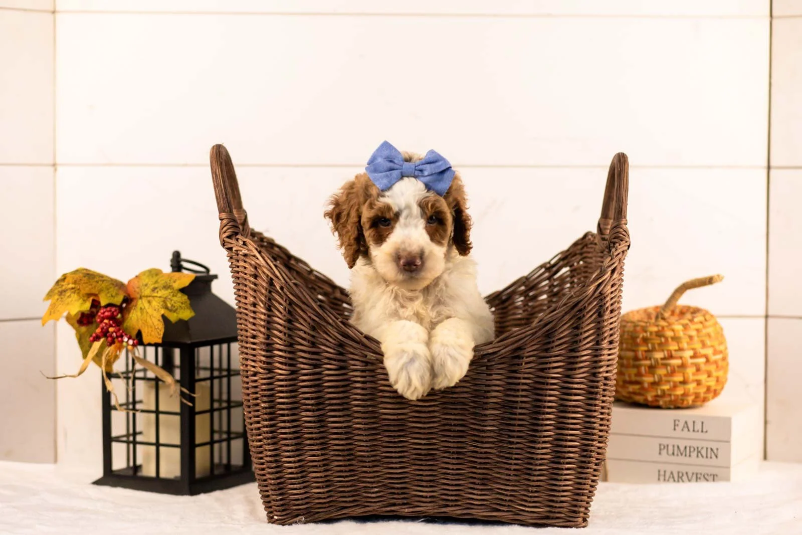 Laurie goldendoodle for sale 1.jpg