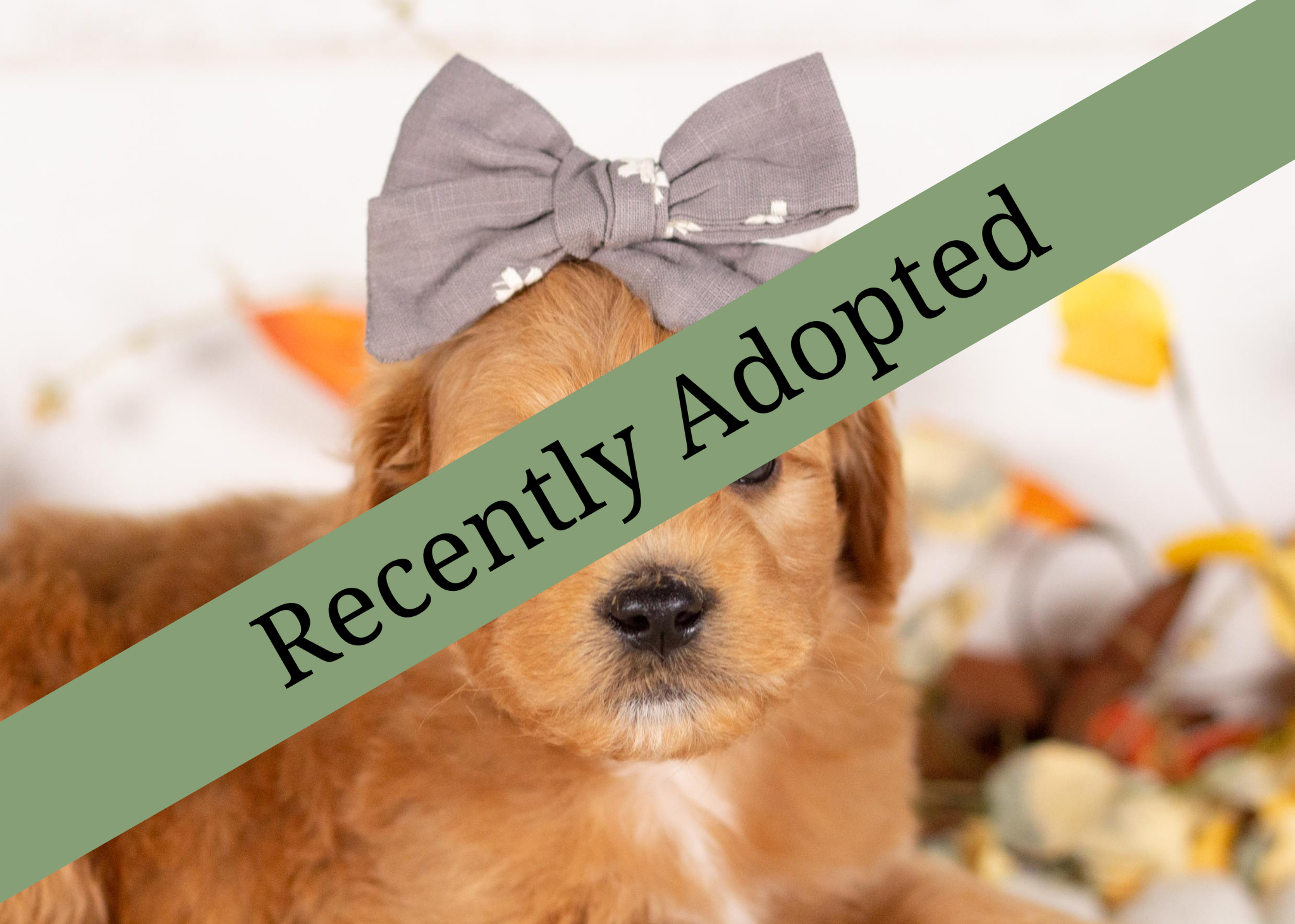 goldendoodle for sale