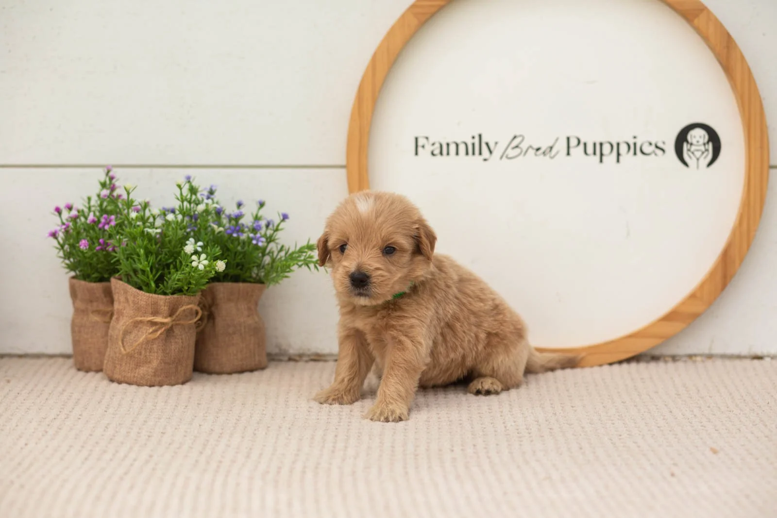 ethan goldendoodle for sale(1).jpg