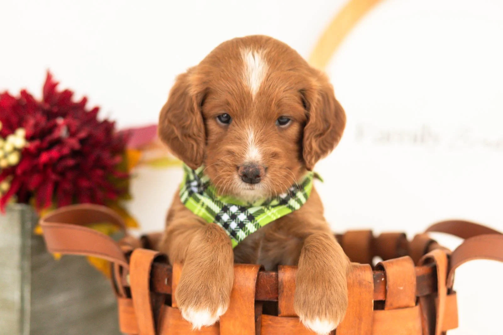 Beau goldendoodle for sale(3).jpg