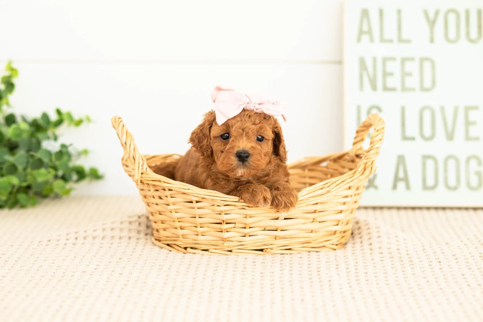 Flannel goldendoodle for sale(1).jpg