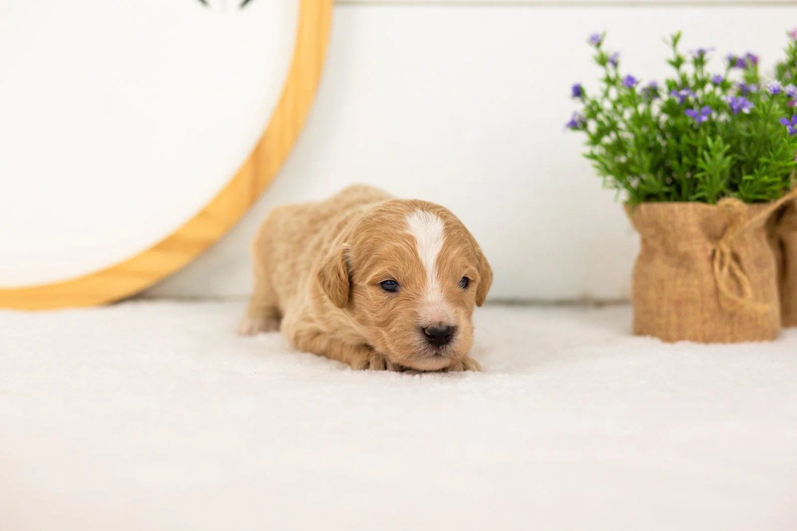 Danny goldendoodle for sale(1).jpg