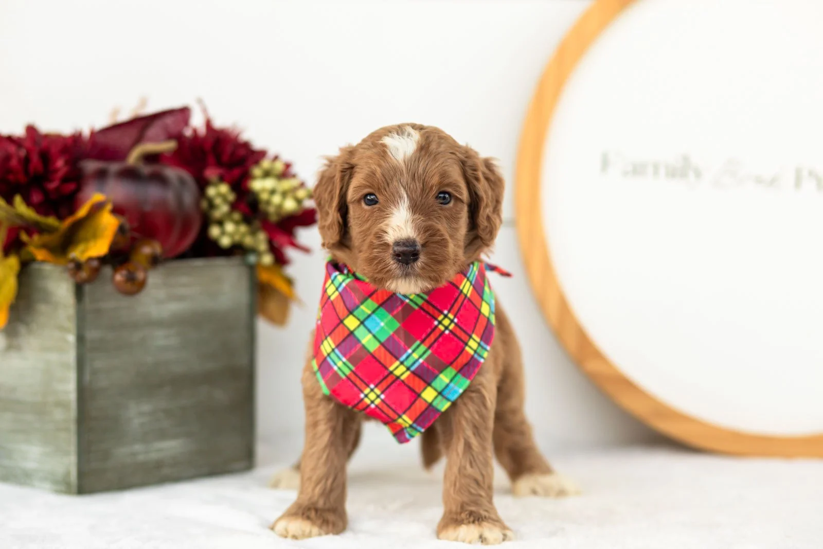 Andes goldendoodle for sale(4).jpg