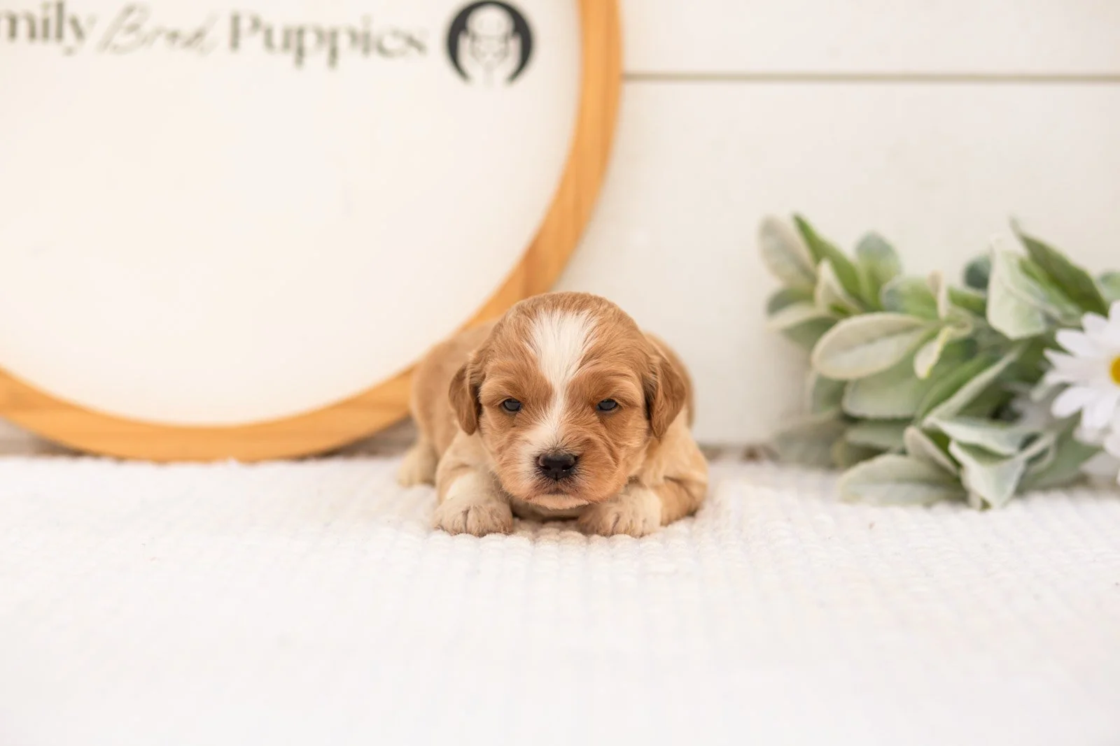 Bobby goldendoodle for sale.jpg
