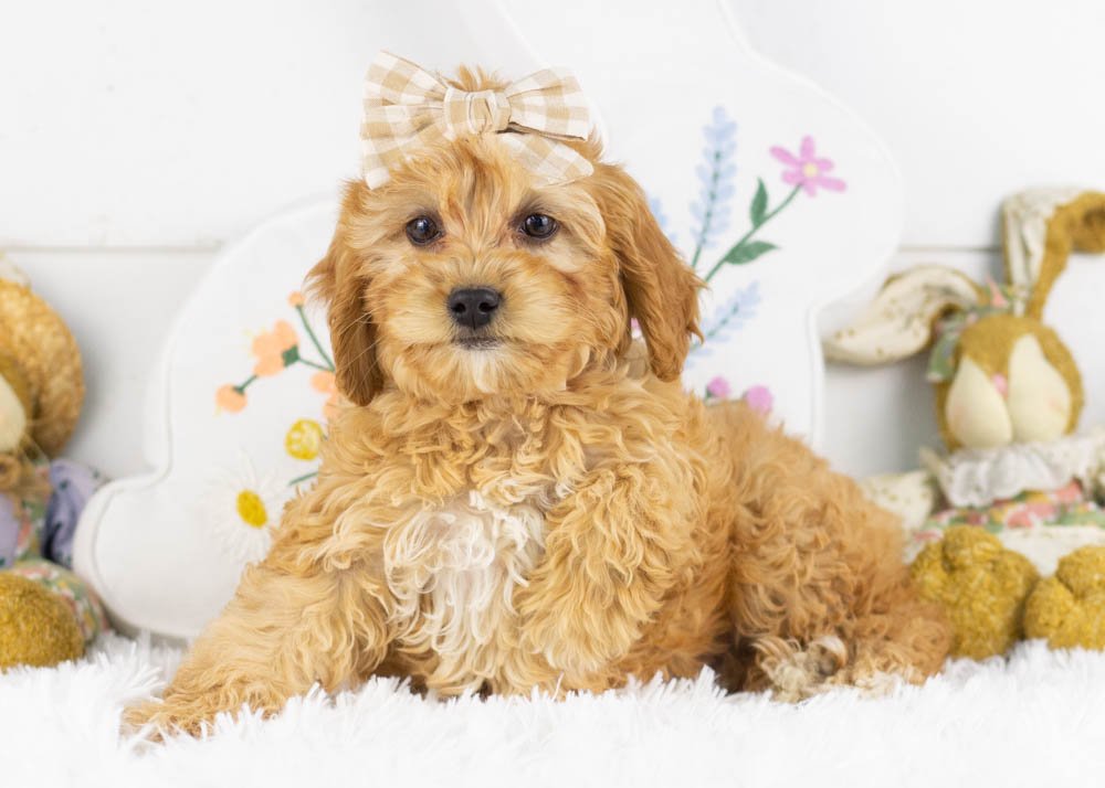 bo peep goldendoodle for sale.jpg