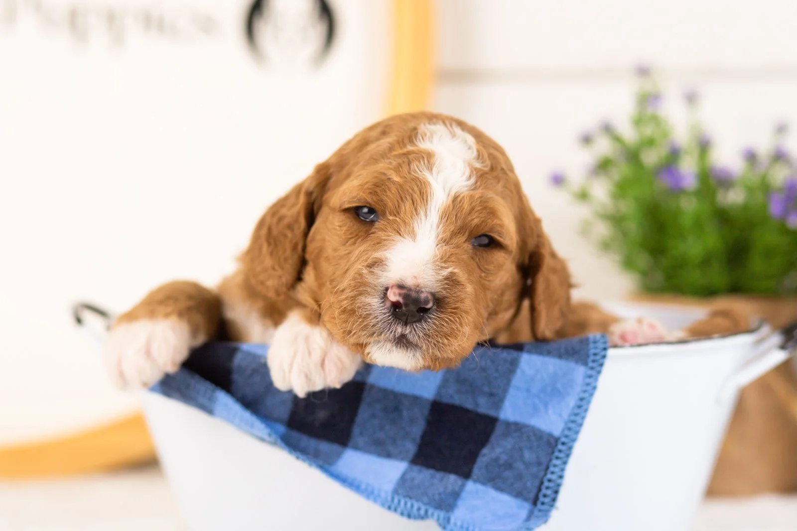 Colby goldendoodle for sale(3).jpg