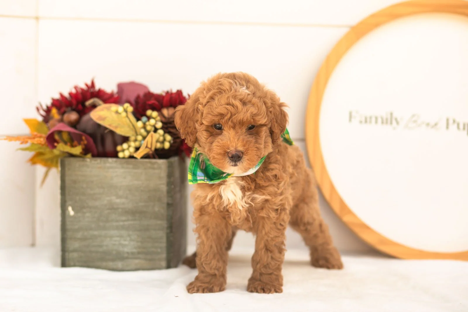 Oriole goldendoodle for sale(4).jpg