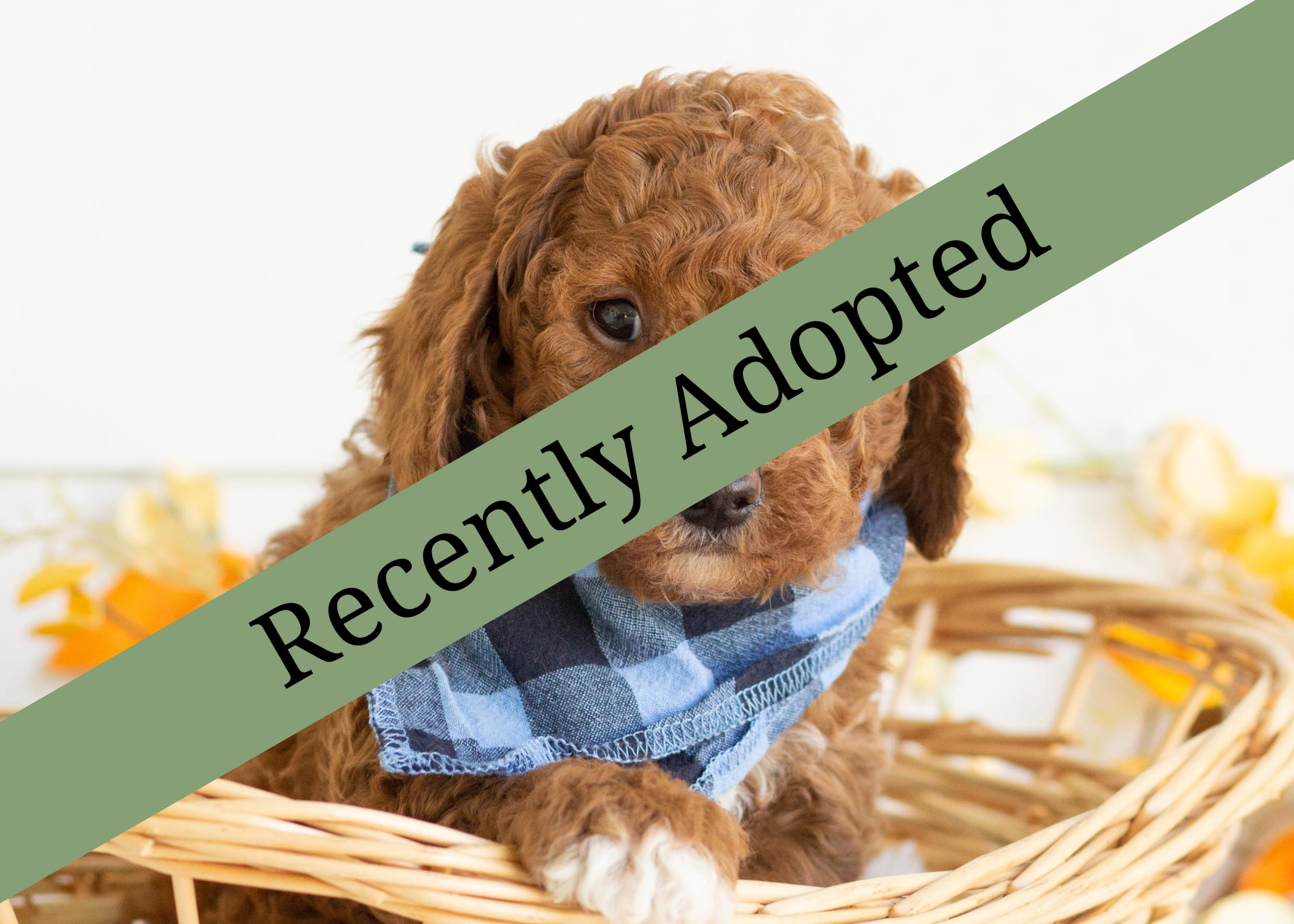 goldendoodle for sale
