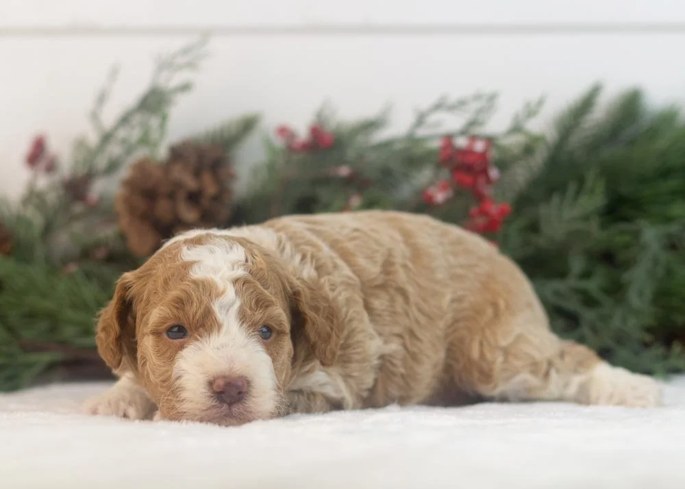 Yoshi goldendoodle for sale.jpg