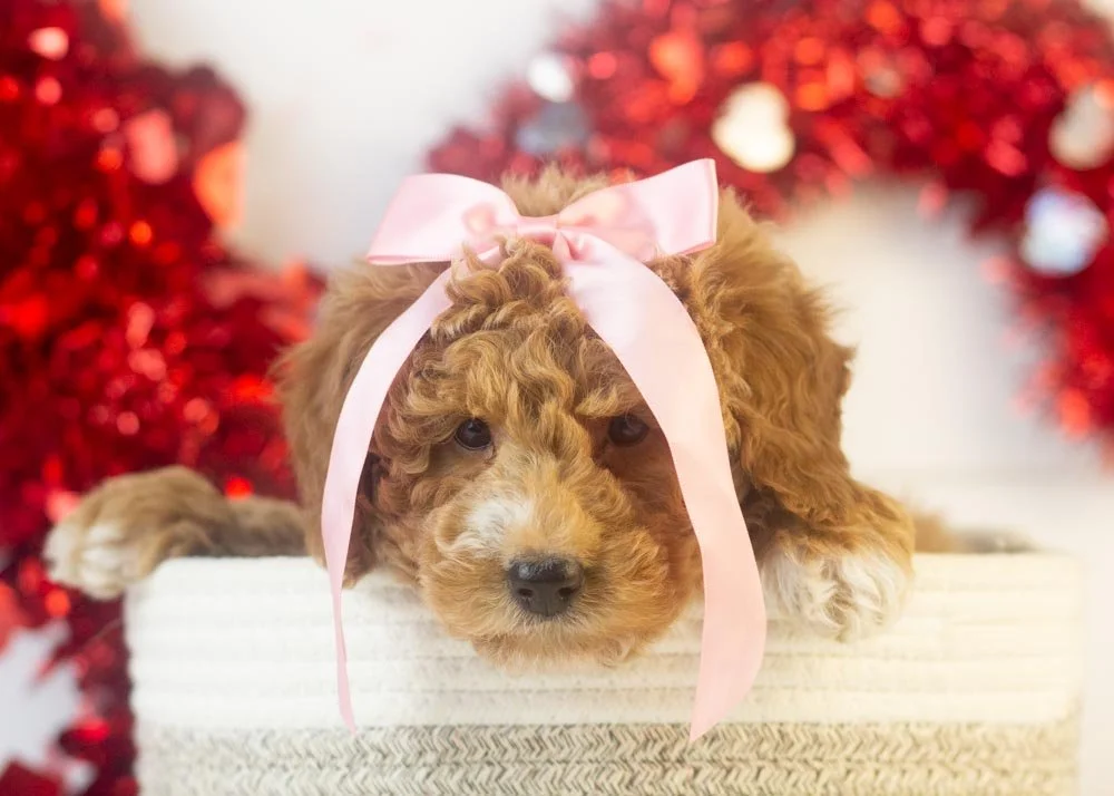 Chilli goldendoodle for sale.jpg