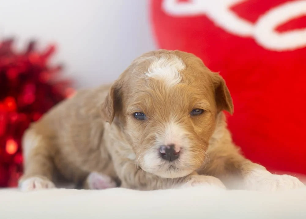 Mark goldendoodle for sale(3).jpg