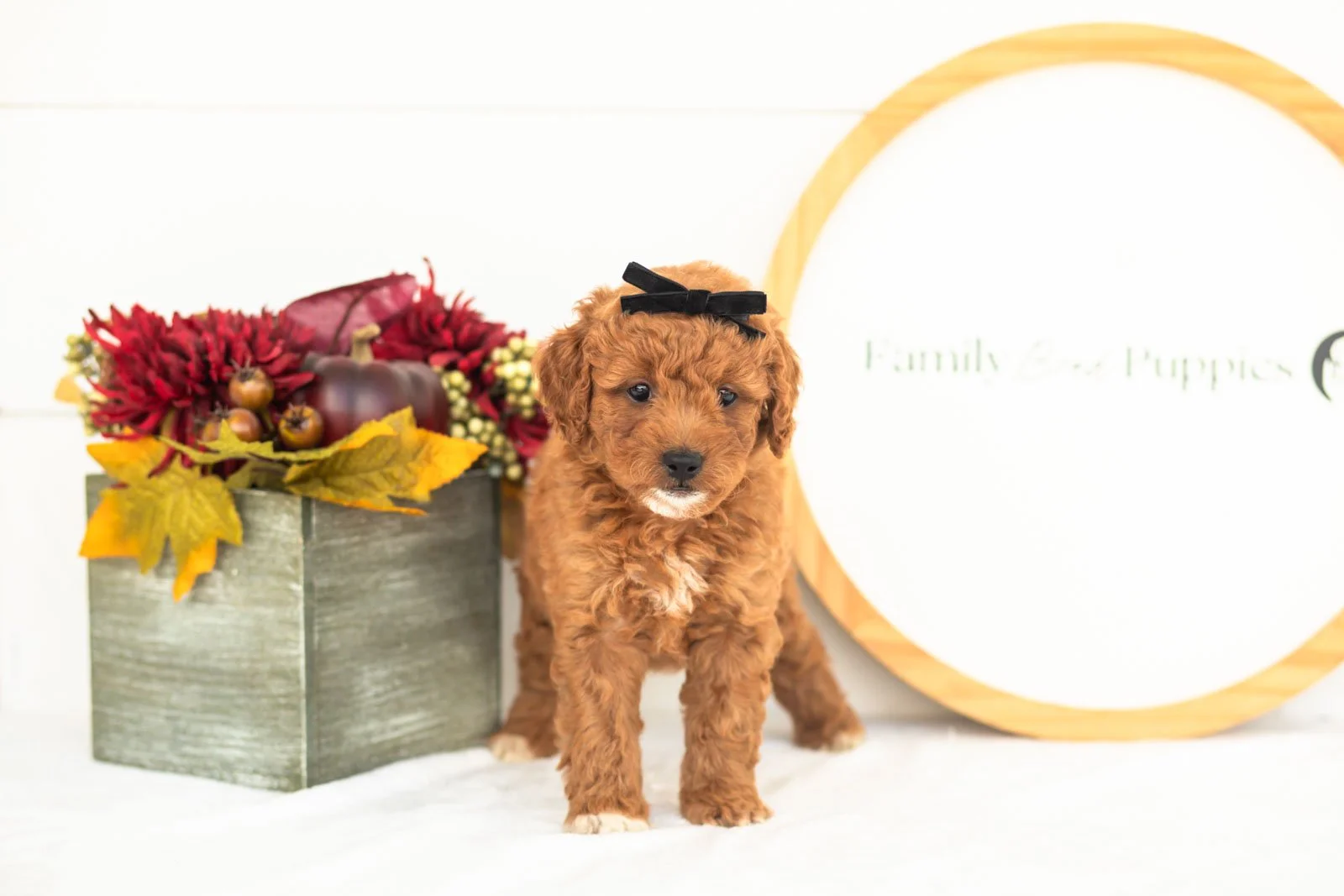 Chiffon goldendoodle for sale(4).jpg