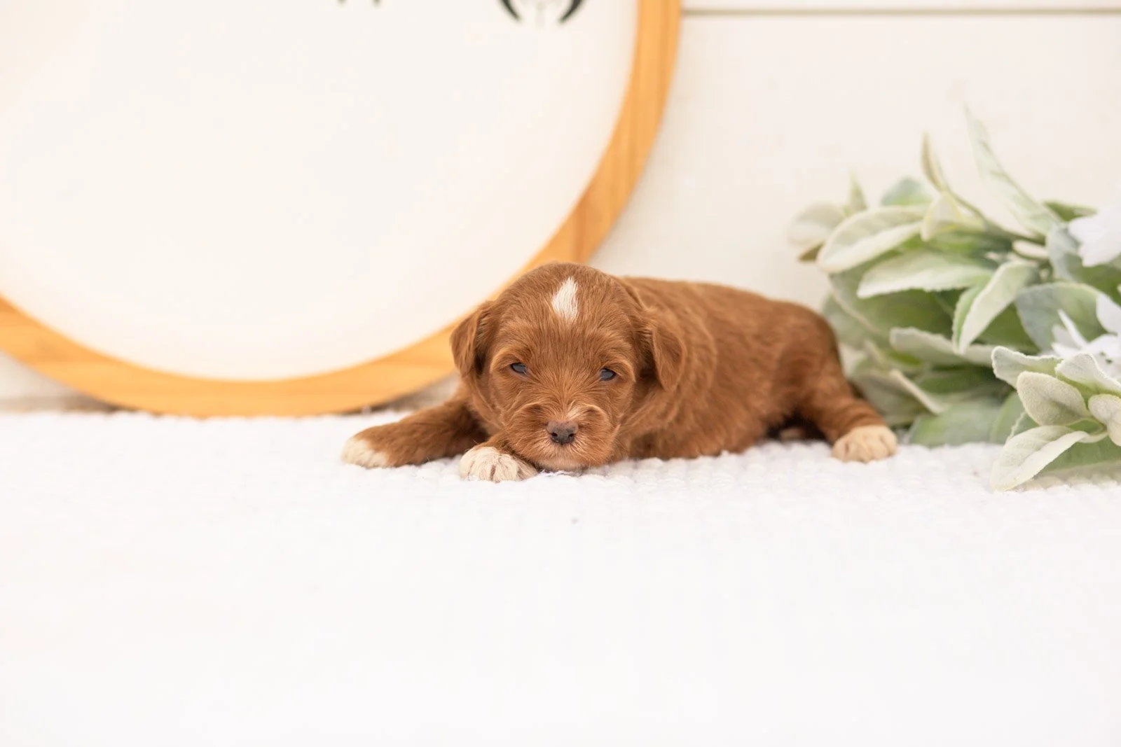 Vale goldendoodle for sale.jpg
