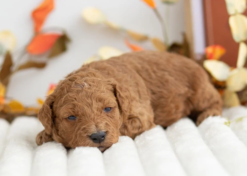 Rocky Road goldendoodle for sale(3).jpg