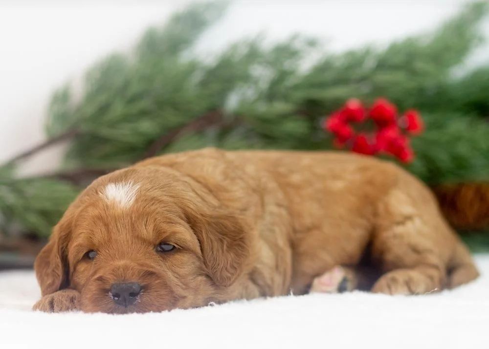 Lilac goldendoodle for sale.jpg