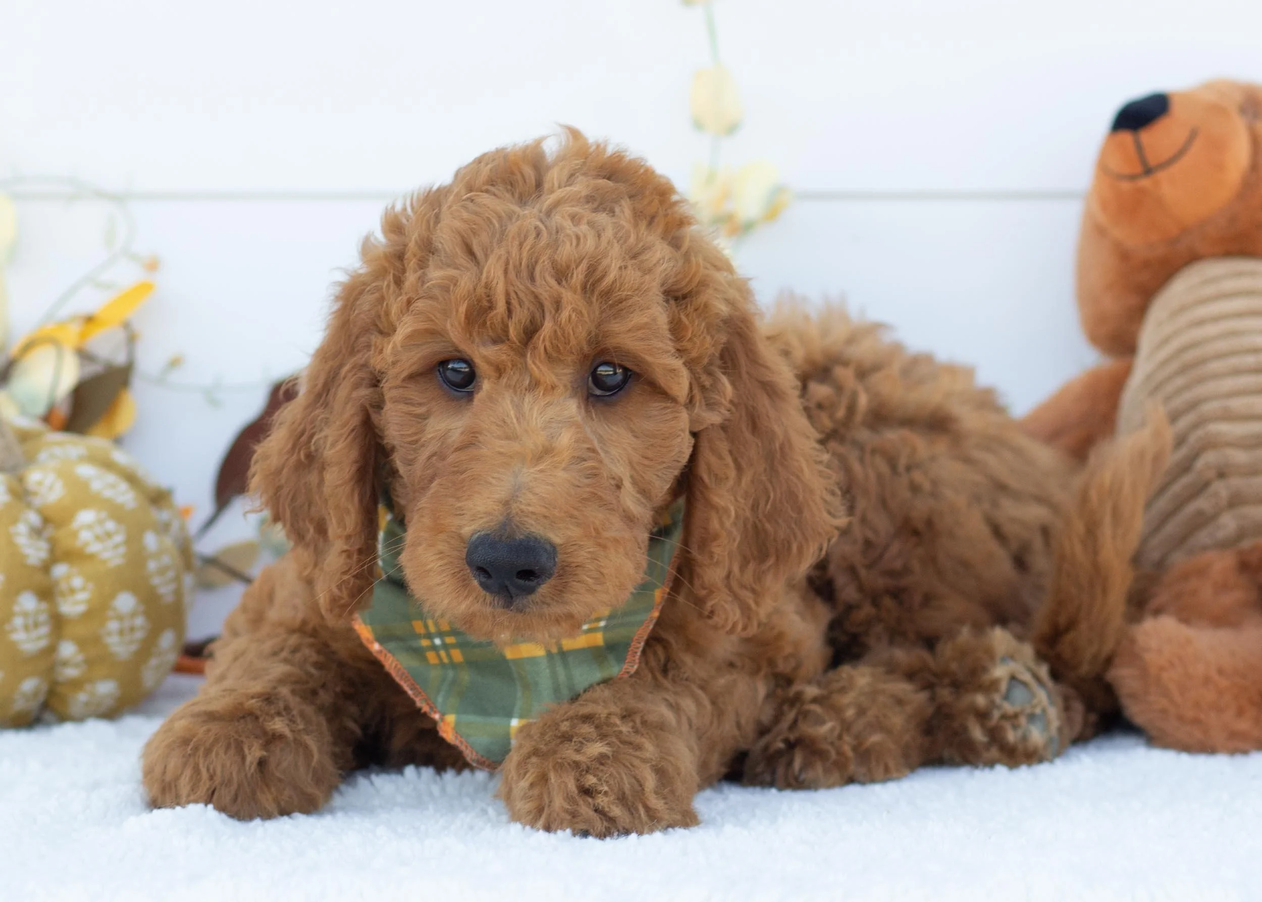 Slate goldendoodle for sale(3).jpg