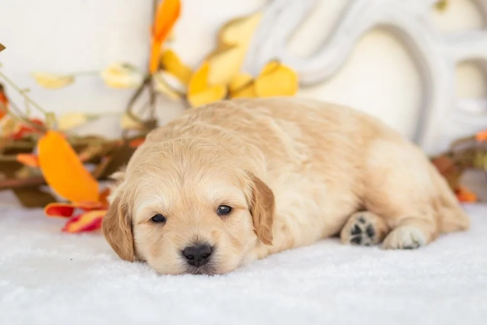 stuffing goldendoodle for sale(2).jpg