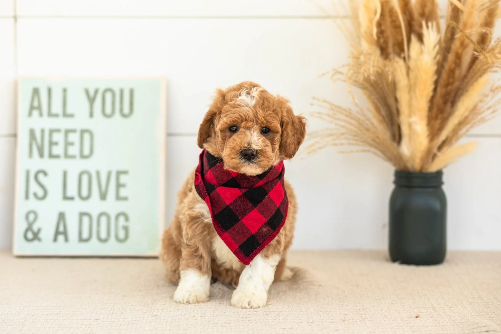 Felix goldendoodle for sale(3).jpg