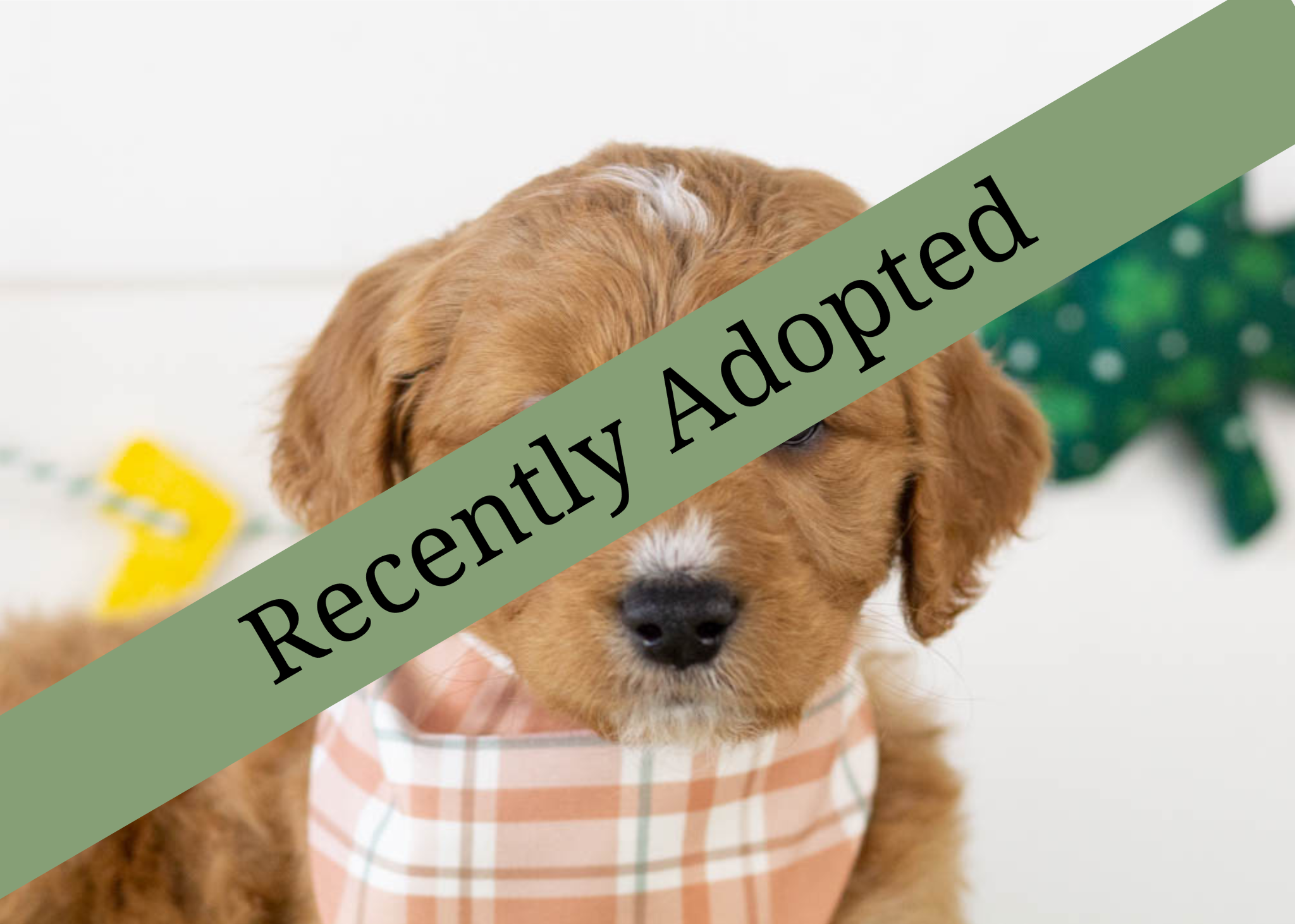 goldendoodle for sale