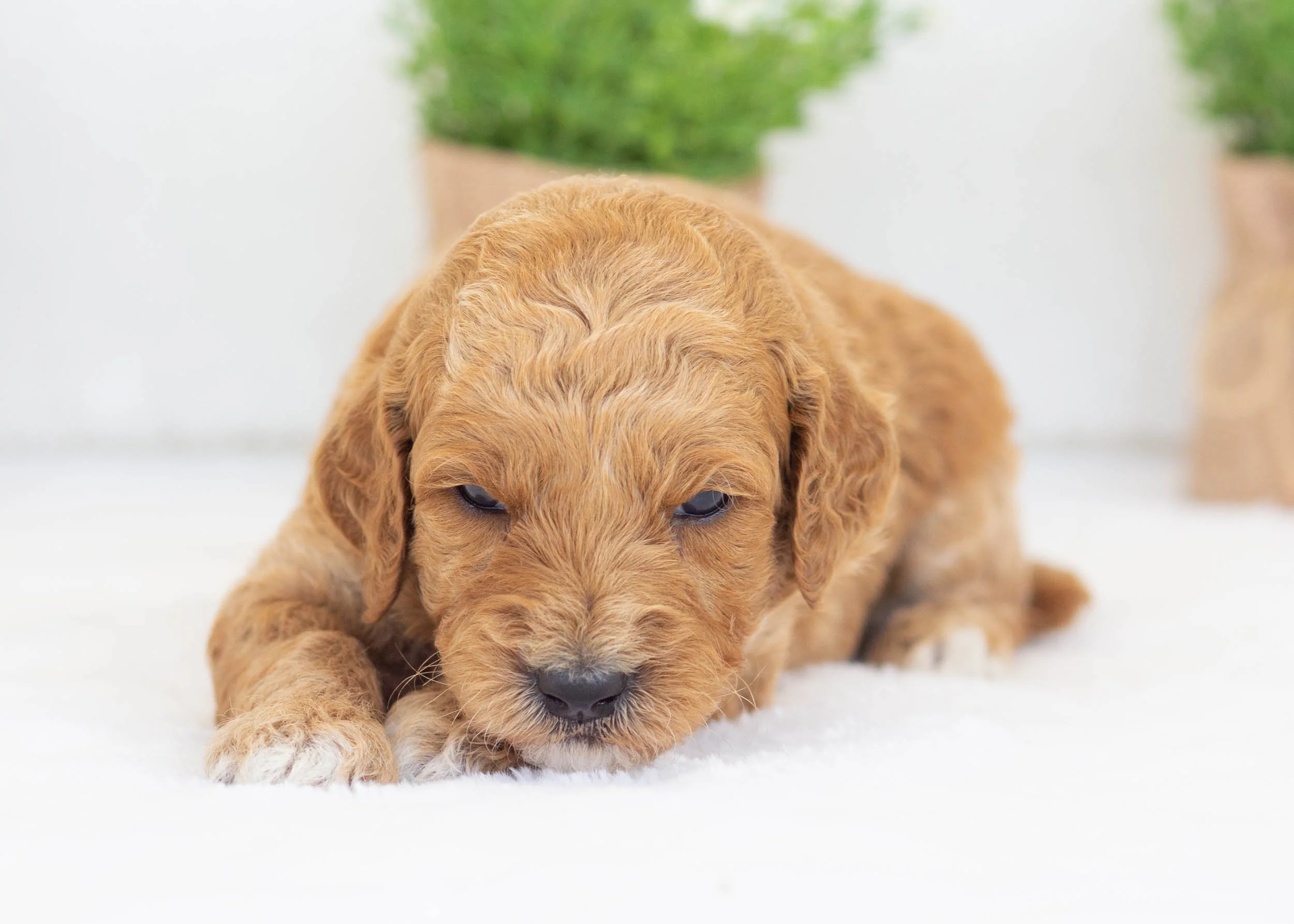 Bunker goldendoodle for sale5.jpg