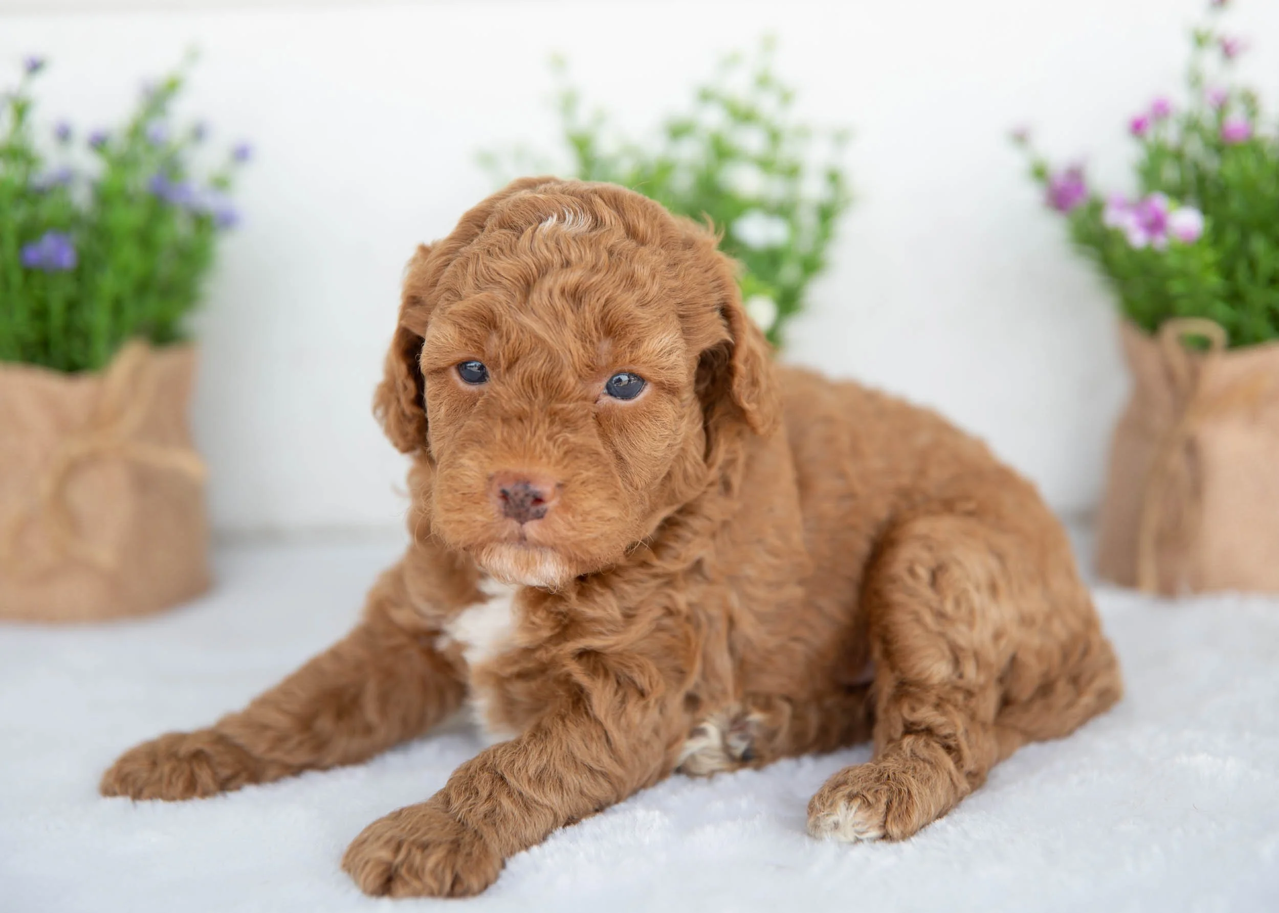 Maxwell goldendoodle for sale(1).jpg