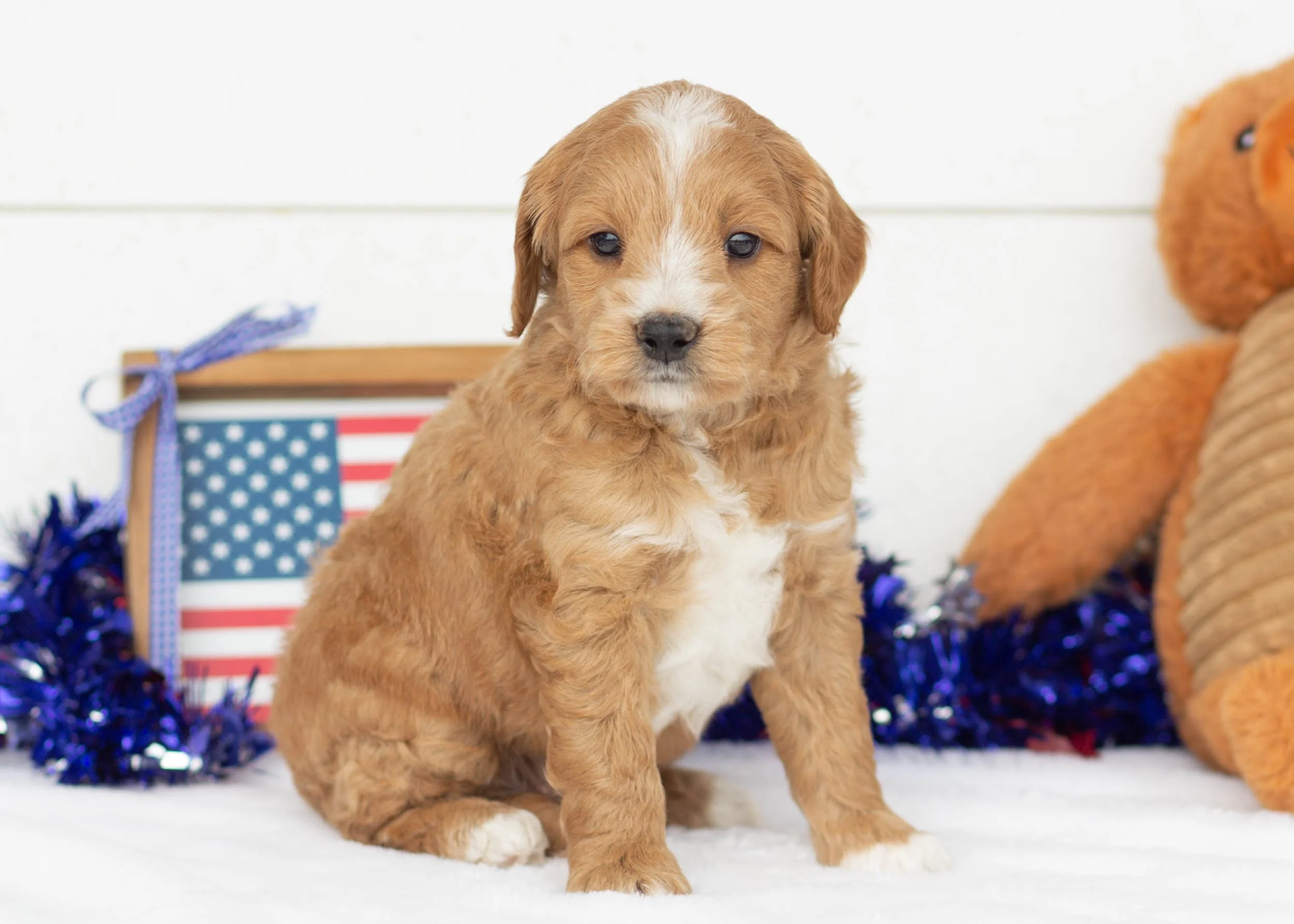 Phoenix Goldendoodle For Sale.jpg