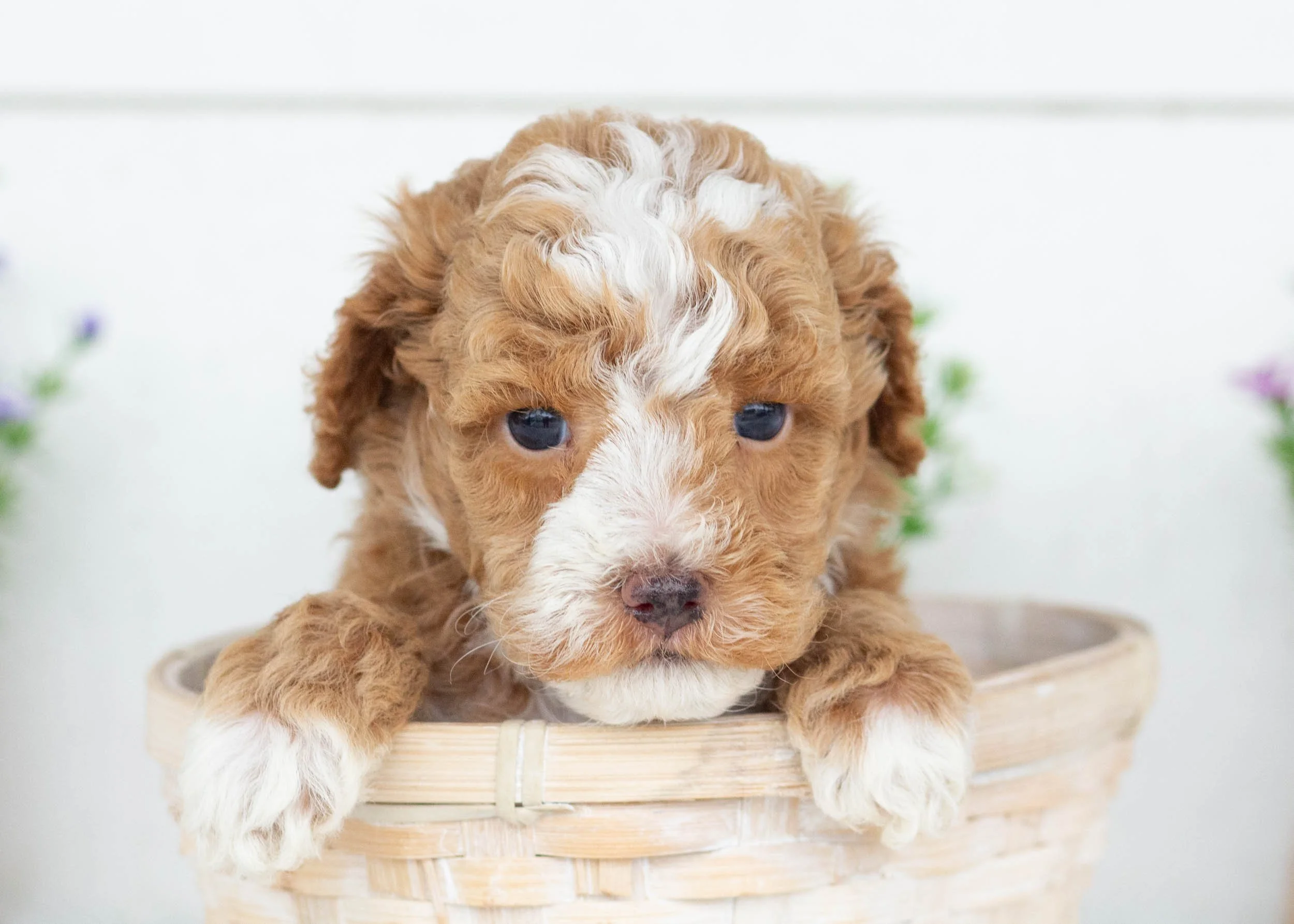 Maxwell goldendoodle for sale(2).jpg