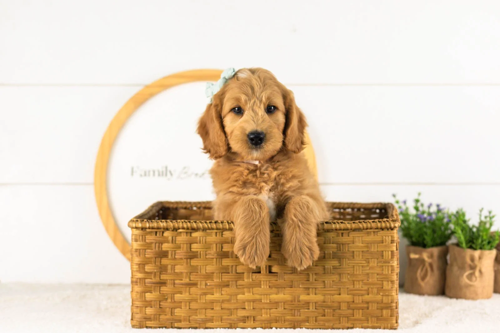 Cha Cha goldendoodle for sale(4).jpg