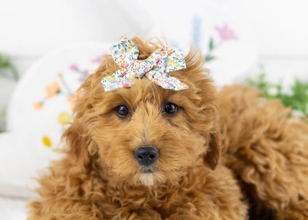 goldendoodle for sale