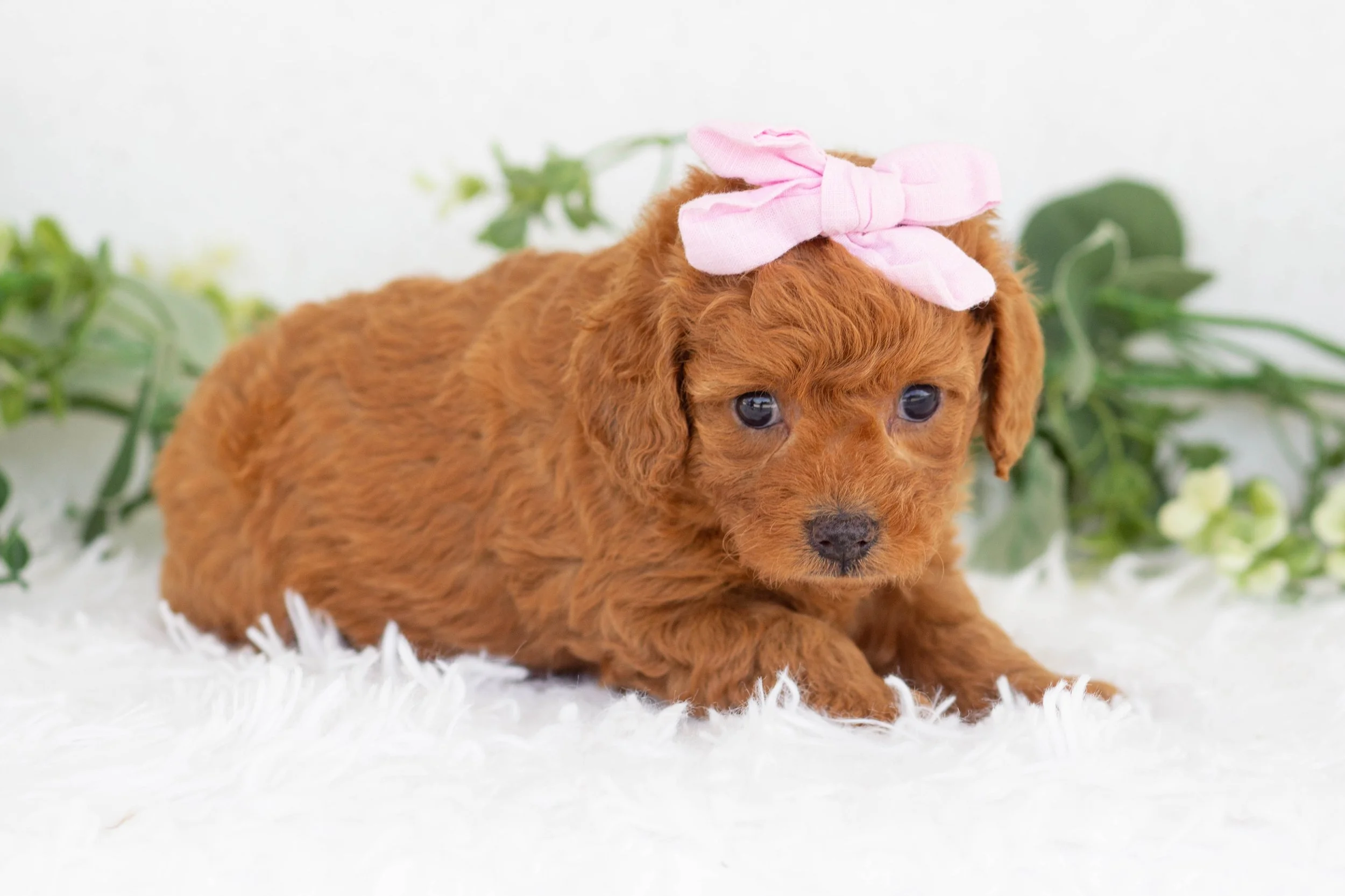 Olive Goldendoodle for sale(2).jpg