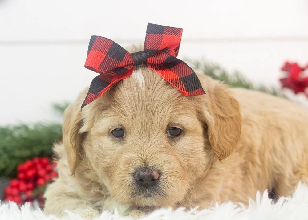 Sky goldendoodle for sale(1).jpg