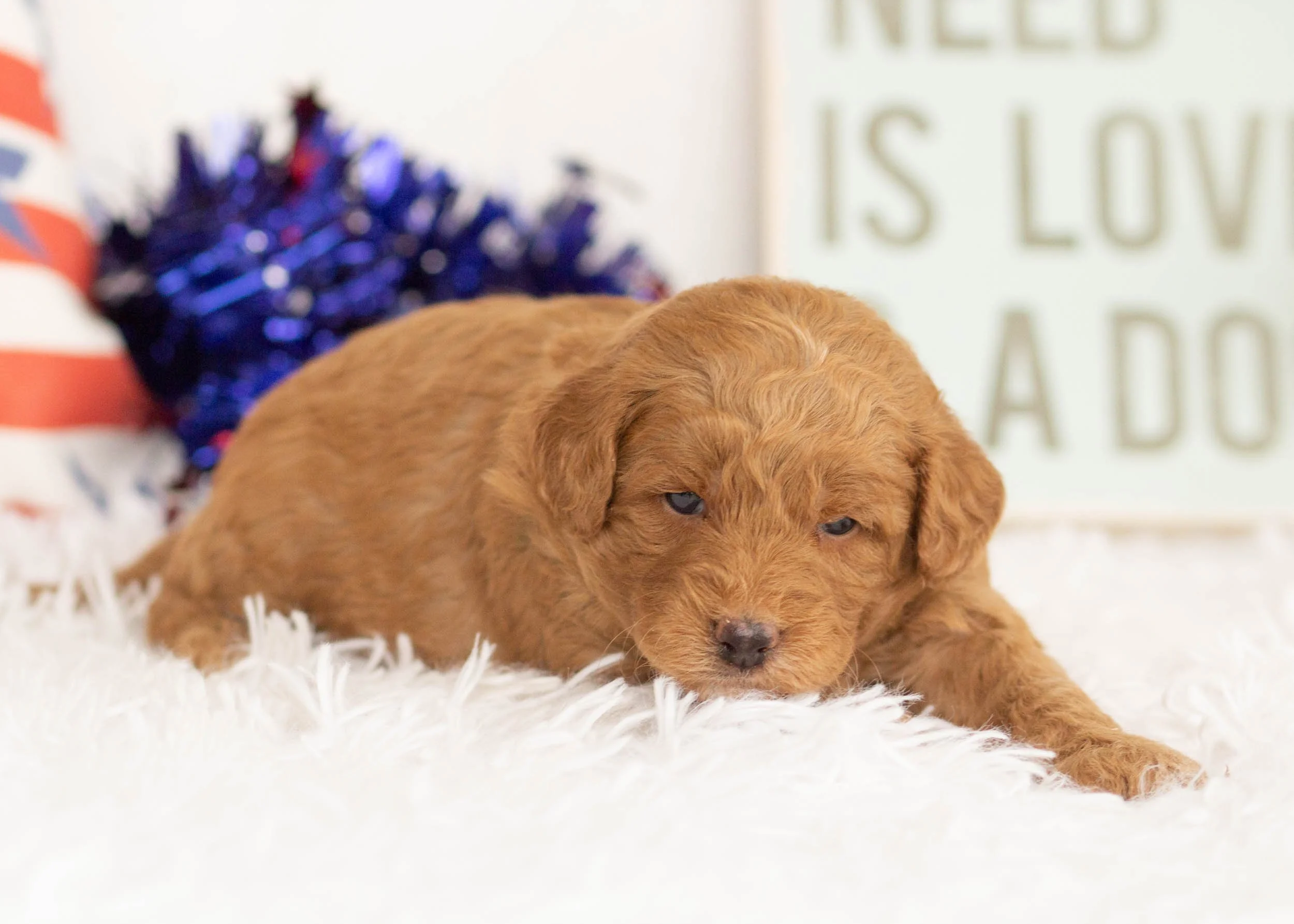 Joey Goldendoodle For Sale. 3.jpg