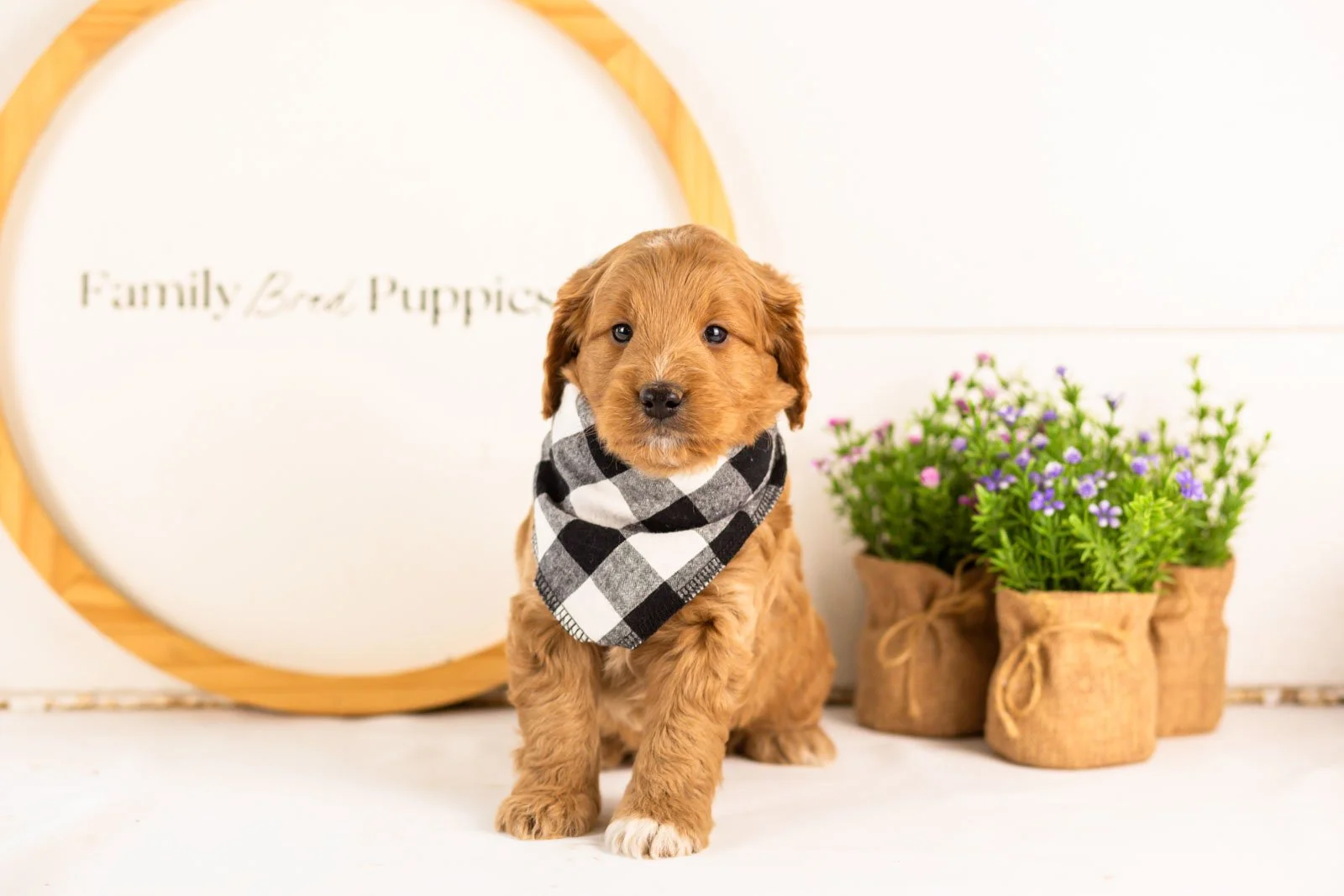 munster goldendoodle for sale(1).jpg