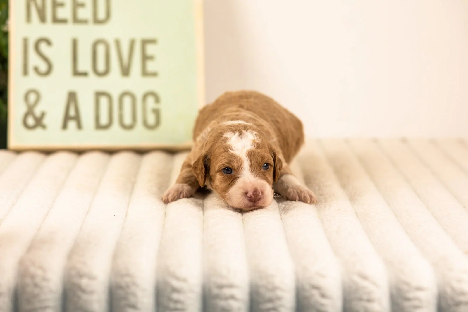 Wren goldendoodle for sale.jpg