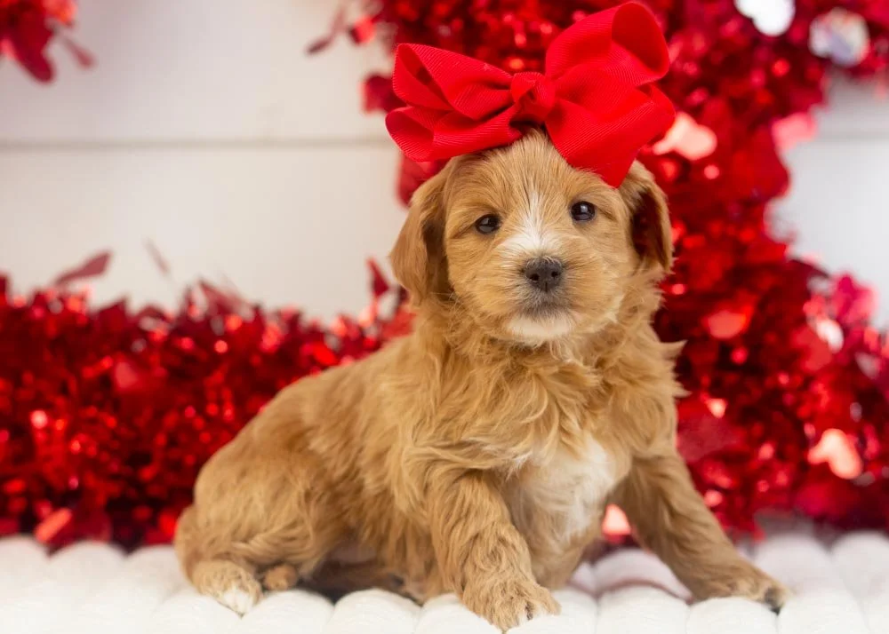 Sydney goldendoodle for sale(2).jpg