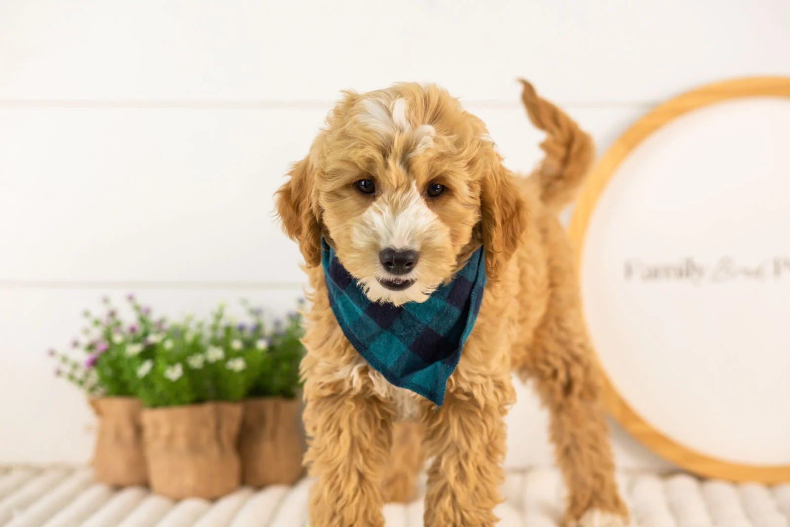 mathew goldendoodle for sale.(1).jpg