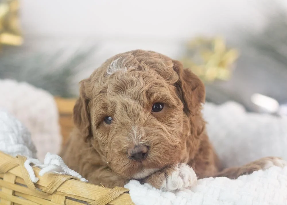 Blake goldendoodle for sale.jpg