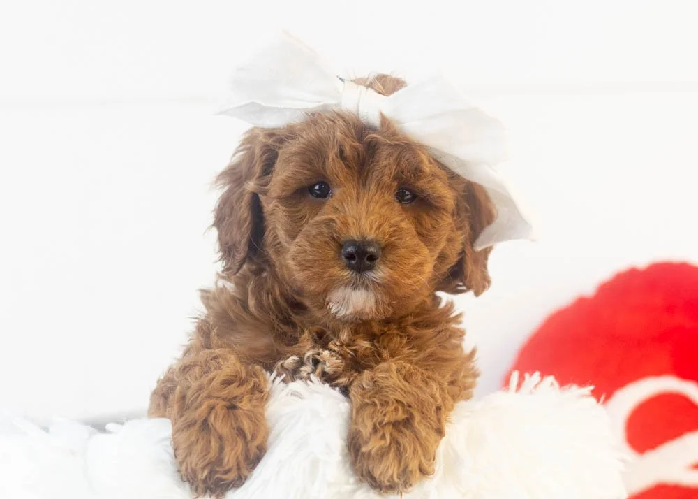 valerie goldendoodle for sale(1).jpg