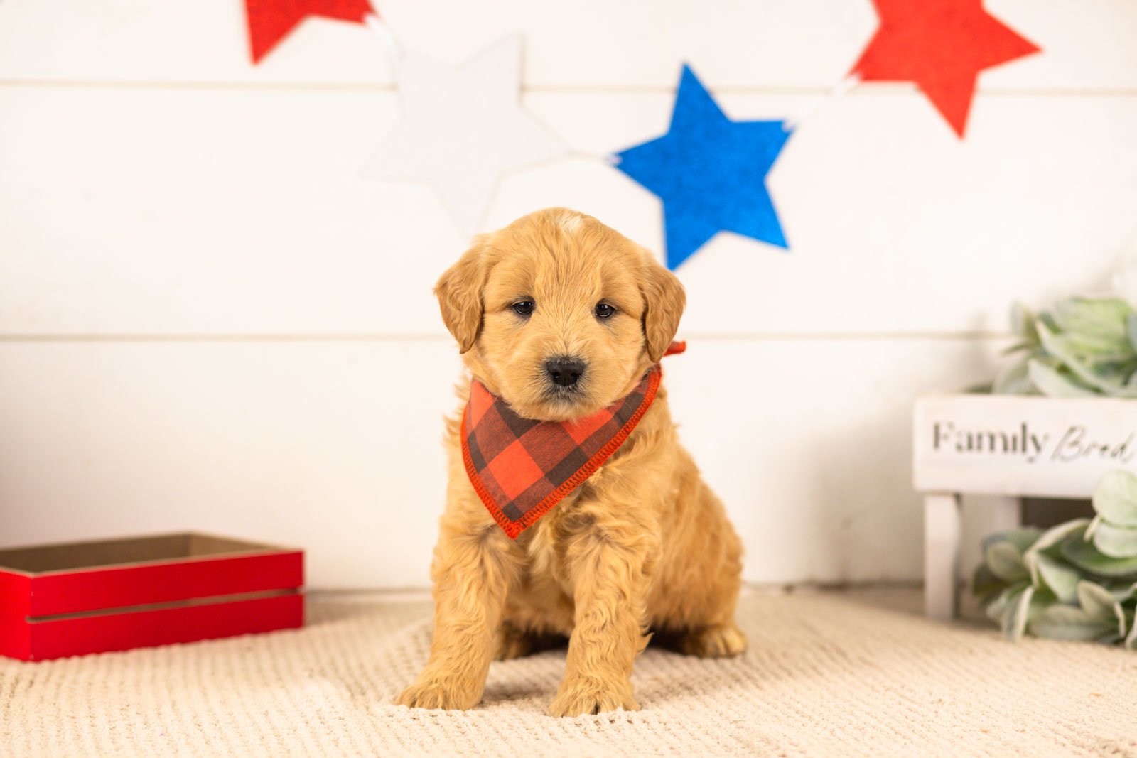samwise goldendoodle for sale(1).jpg