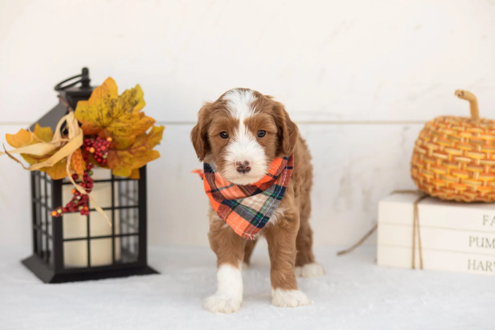 James goldendoodle for sale 5.jpg