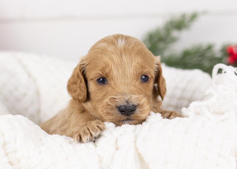 goldendoodle for sale