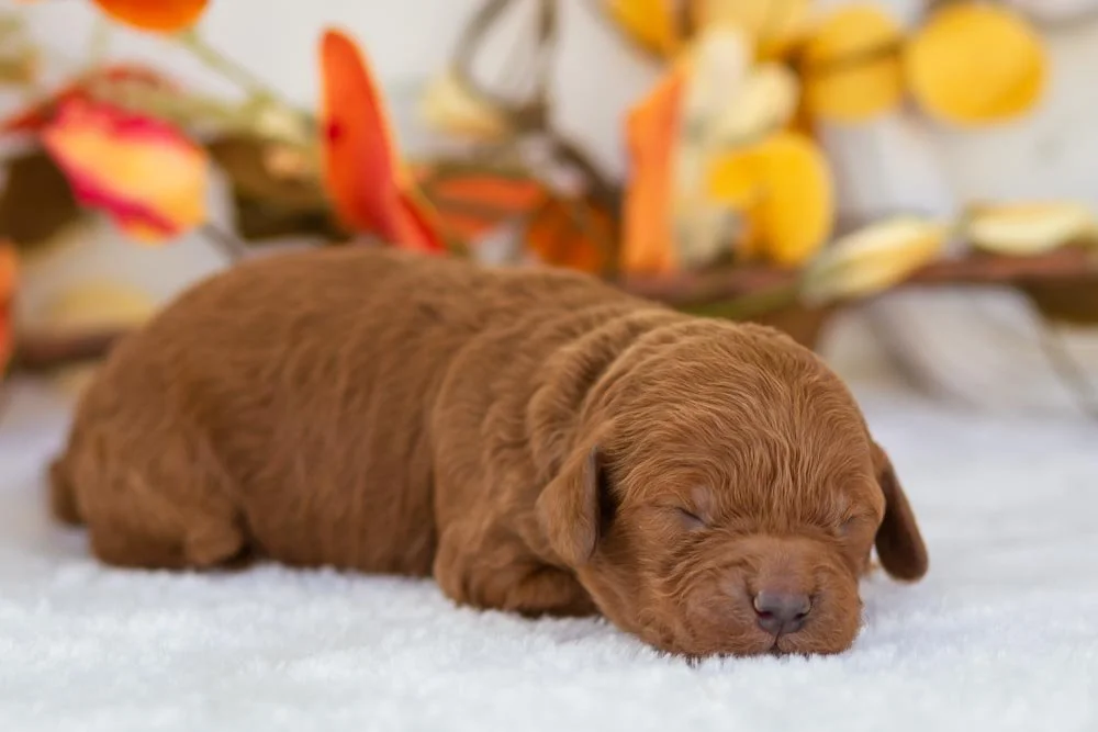 Raven goldendoodle for sale(2).jpg
