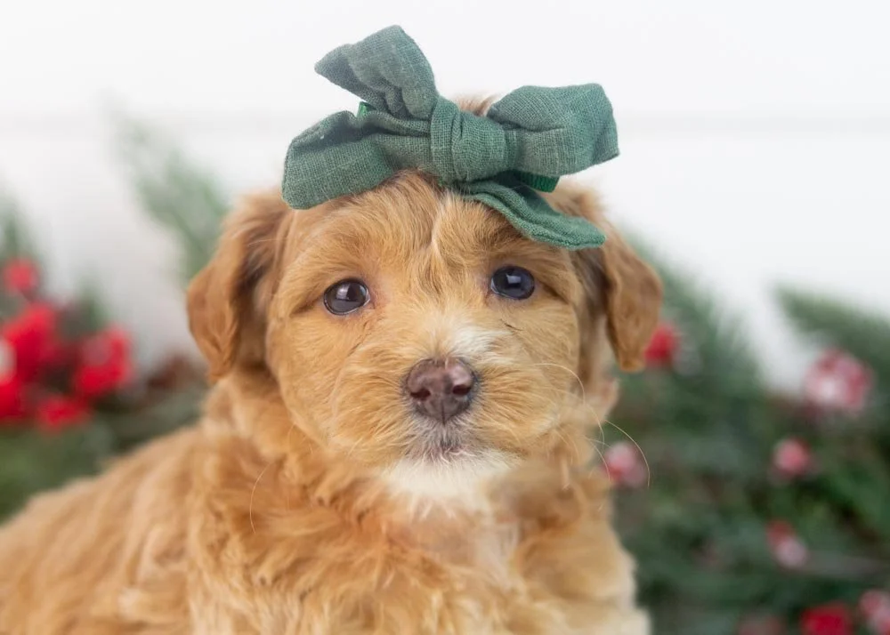 Hattie goldendoodle for sale(2).jpg